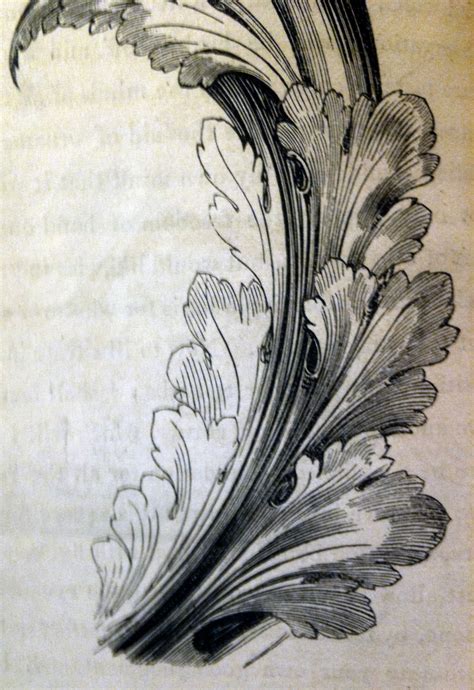 Acanthus Leaves Drawing