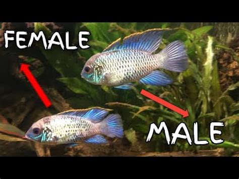 Acarathesun Leaks [CLIP] 🔥