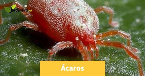 Acaroz Halı ve Koltuk Yıkama