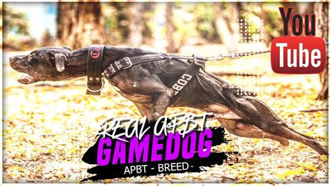 Acc Game Dogs apbts YouTube