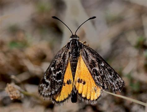 Accelerated Land Development 2011 Golden Sun Moth …