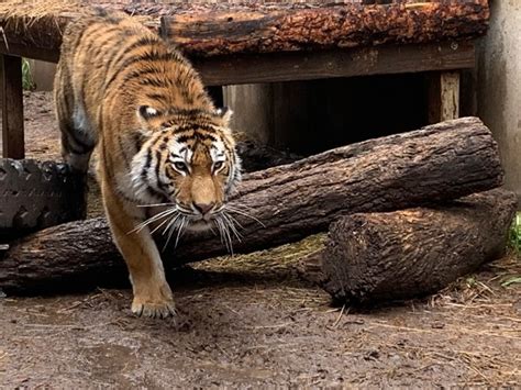 Accident kills tiger at Cheyenne Mountain Zoo