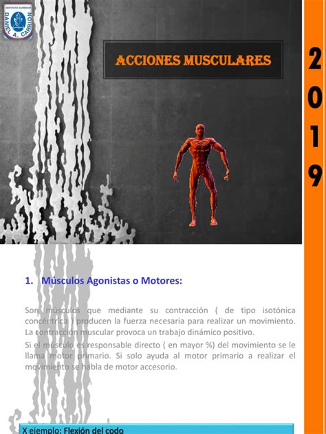 Acciones musculares fotos pdf
