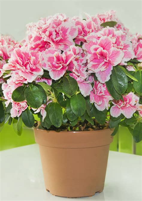 Acelya Halı ve Koltuk Yıkama