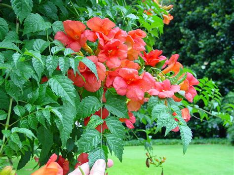 Acem borusu sarmaşık. 
