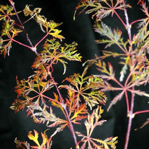 Acer Japonicum Fairy Lights Japanese Maple SiteOne