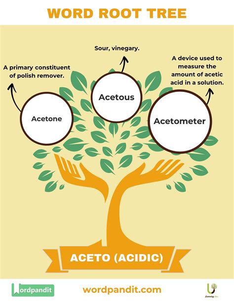 Aceto Root Word Discover the Meaning and Examples