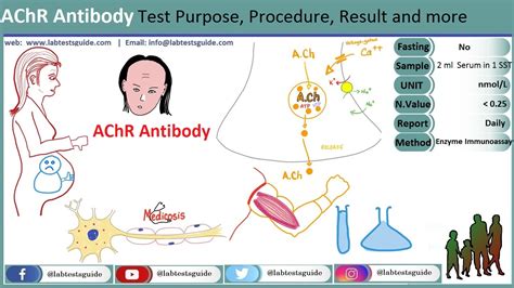 Acetylcholine Receptor Modulating Antibody Test Lab Tests Guide