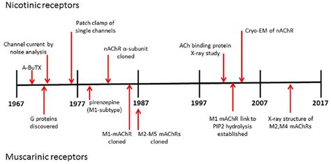 Acetylcholine and cholinergic receptors - David A. Brown, 2024