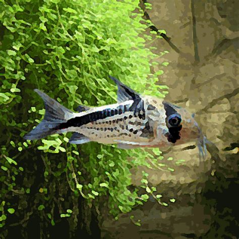 Acheter des corydoras - Achat en ligne - FishFish