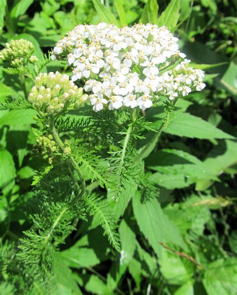 Achillea yarrow plant. Achillea is a genus of about 85 species of most deciduous perennials native to temperate regions of the Northern Hemisphere. Common yarrow, Achillea … 