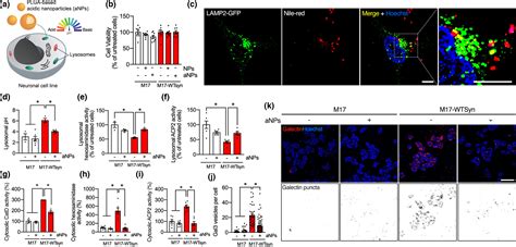 Acidic nanoparticles protect against α‐synuclein‐induced ...