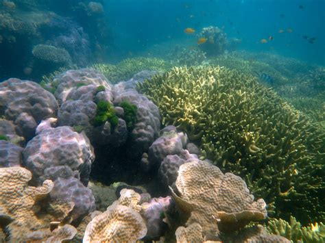 Acidification of Great Barrir Reef
