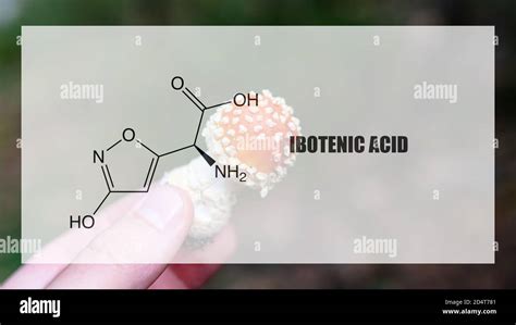 Acido Ibotenico en Amanita Muscaria