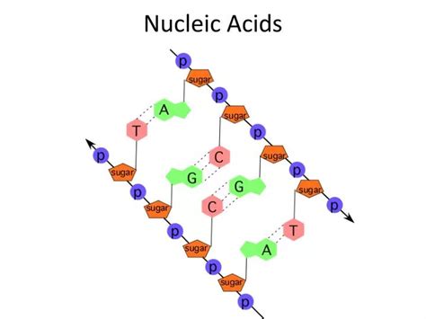 Acids nucleics pptx