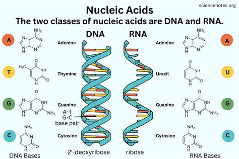 Acids nucleics pptx