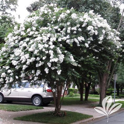 Acoma Crape Myrtle, Lagerstroemia indica x fauriei …