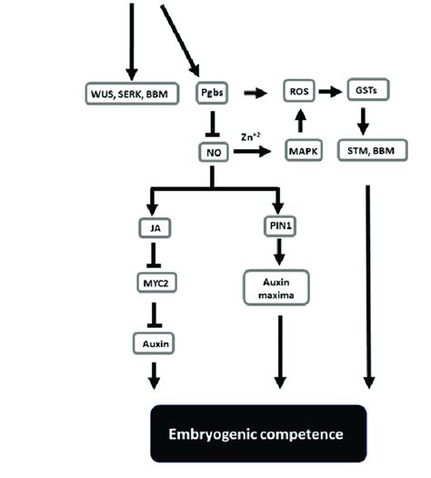 Acquisition of Embryogenic Competence