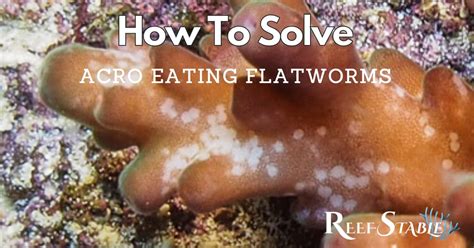 Acro icpc. Jan 28, 2020 · Acro eating flatworms.  Just need quality.  Just too many issues...