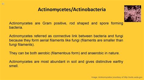 Actinomycetes AFLP Services