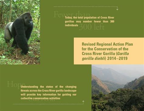 Action Plan for Cross River Gorillas - Berggorilla & Regenwald ...