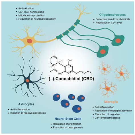 Action of Cannabidiol on the Anxiety