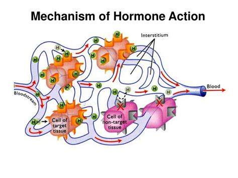 Action of Hormones jd 2 2 doc