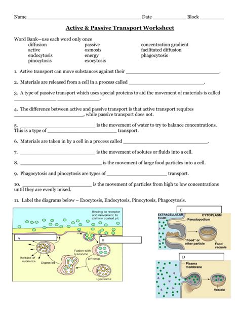 Active Passive Transport Questions Answer Key