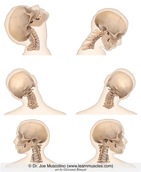 Active range of motion of the head and cervical spine: a three