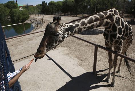 Activists say Benito the giraffe isn’t living his best life in small Mexican zoo, want him moved