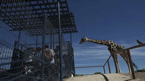 Activists work to get giraffe removed from small enclosure in dusty Mexican border city