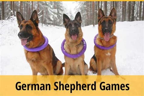 Activities For German Shepherd Puppies