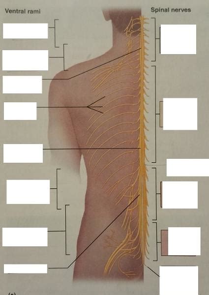 Activity 3: Spinal Nerves and Nerve Plexuses and Identifying the …