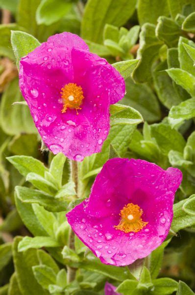 AcuIntegra » Cistus incanus & Scutellaria baicalensis …