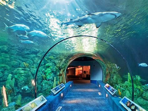 Acuario houston. [4K] Shark Voyage is an awesome shark train ride in Houston, Texas. The train takes you through a shark tunnel aquarium where you learn about the different t... 