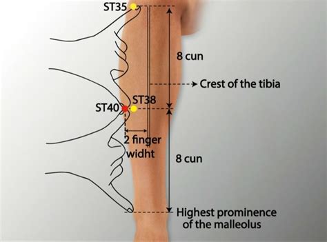 Acupuncture.Com - Acupuncture Points - Stomach ST 40