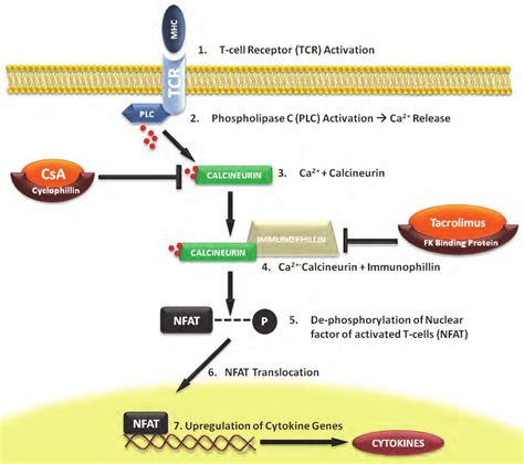 Acute Calcineurin Inhibitor Nephrotoxicity Secondary to Turmeric …