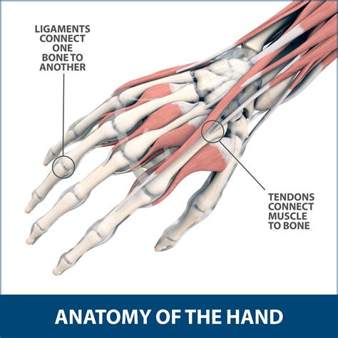 Acute Hand and Wrist Trauma
