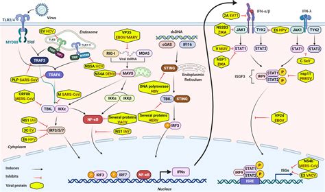 Acute Infection of Viral Pathogens and Their Innate Immune Escape