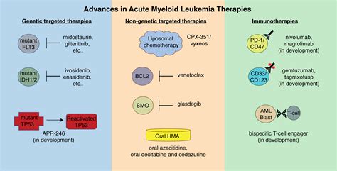 Acute Myeloid Leukemia (AML) Treatment Regimens - Cancer …