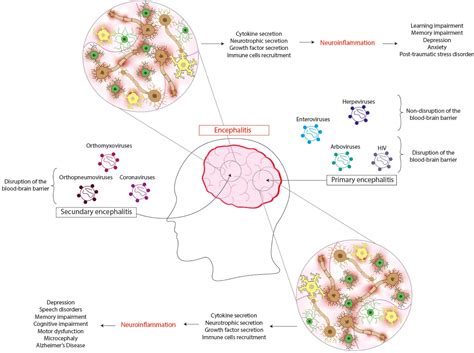 Acute Viral Encephalitis in Children and Adolescents Pathogenesis and Etiology