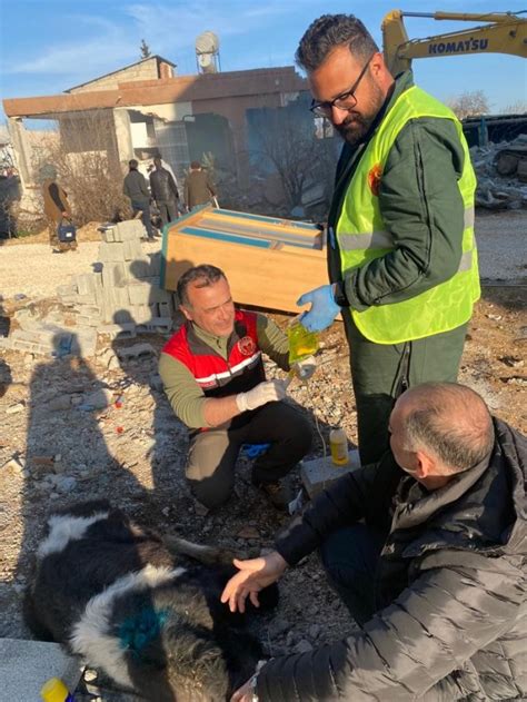 Adıyaman'da enkaz altında kalan 2 buzağı, 13'üncü günde sağ olarak çıkarıldıSivrihisar haberleri sayfasında Sivrihisar hakkında son dakika haberler ve güncel bilgiler bulunmaktadır.