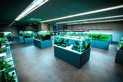 Ada aquarium australia.  Importer and Distributor of ADA - Aqua Design...