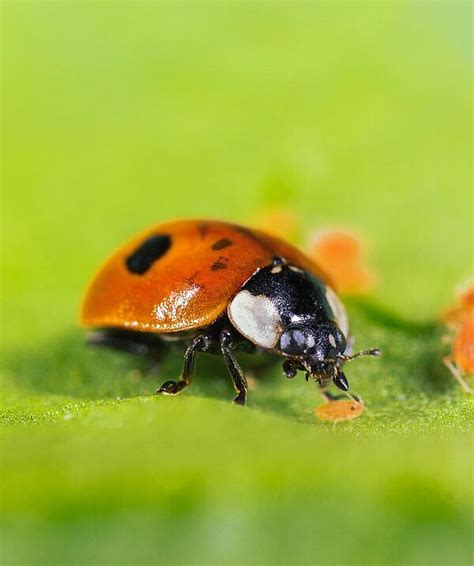 Adalia bipunctata Vikipedi. 