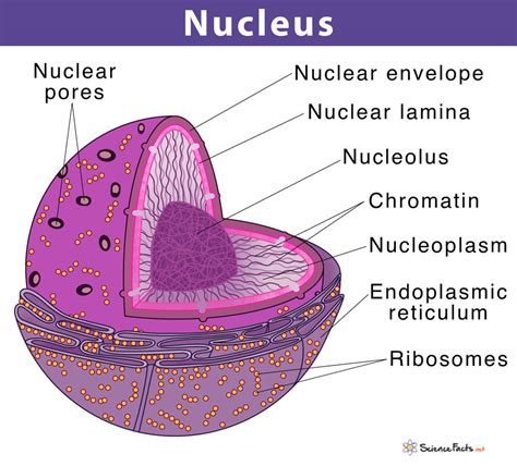 Adamson Nucleus Biology
