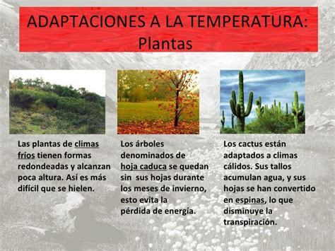 💢👉~ News - Adaptaciones de las plantas a la temperatura -  16bq418de67.xn--b1afxmw0f.xn--p1ai