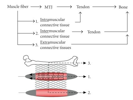 Adaptation of Muscle Size and Myofascial Force Transmission