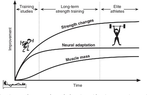 Adaptations in Skeletal Muscle Following Strength Training