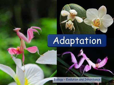 Adaption