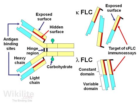 Adaption of human antibody λ and κ light chain …